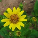 Arnika-Bl�te und -Knospen