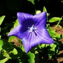 Ballonblumen-Bl�te