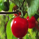 Baumchili-Frucht rot