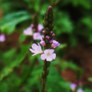 Eisenkraut (Verbena officinalis) Samen