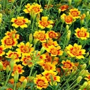 Gew�rztagetes