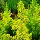 Labkraut - Bl�tenstand