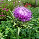 Mariendistel - Bl�te