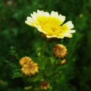 Gew�rzchrysanthemen-Bl�tenstand