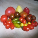 Unterschiedliche Tomatensorten