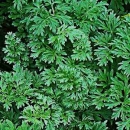 Wermut-Laub