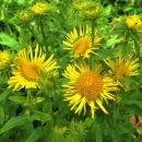 Wiesenalant Bl�tenst�nde