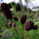 Gro�er Wiesenknopf