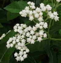 Bl�te Wildes Chinin